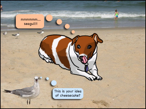 daisy on the beach