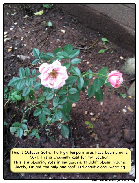 I thought roses were a June flower.