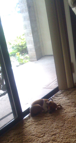 napping in front of the window.