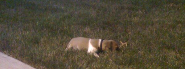 long walk flop in the grass time.