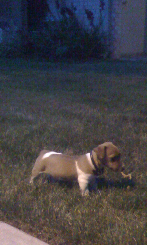 won't eat a french fry, but he'll eat a stick.