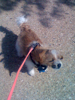 fuzzy kaylee pre-sneeze