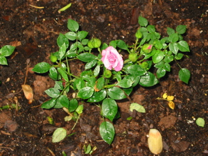 [lavender minirose]