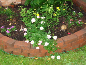 [pink minirose]